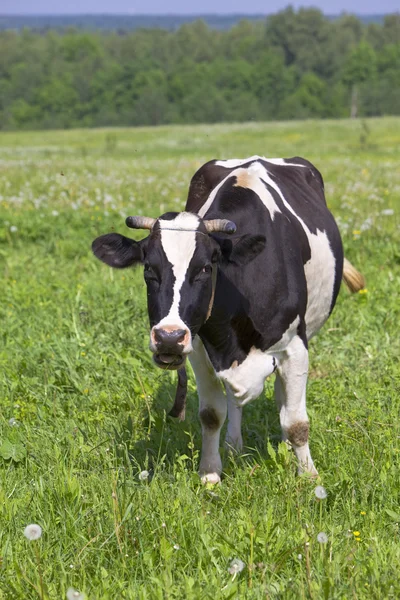 Koe in de wei zonnedag — Stockfoto