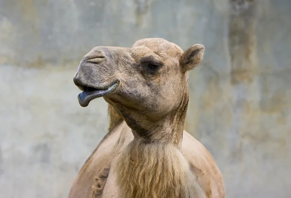 Καμήλα κεφάλι — Φωτογραφία Αρχείου