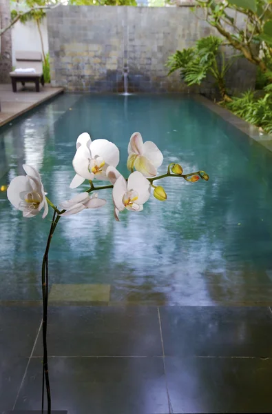 Orchidée blanche sur fond de piscine — Photo