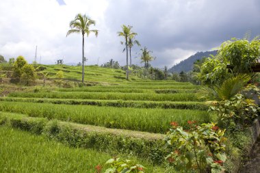 Kind on rice terraces, Bali, Indonesia clipart