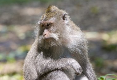 Long-tailed macaque clipart