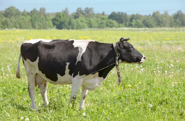 Cow in the meadow solar day — Stock Photo, Image