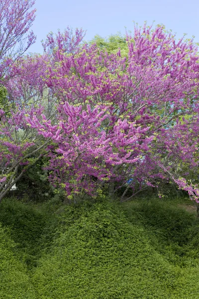 Буш с розовыми цветами на зеленом холме — стоковое фото