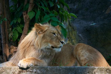 Portrait of a big male lion clipart