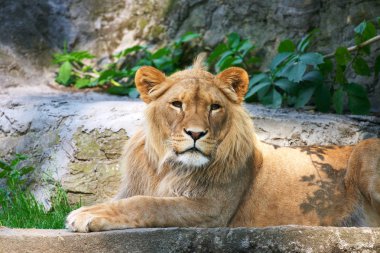 yakın çekim yakışıklı aslan yavrusu