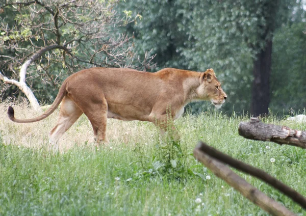 Nahaufnahme einer afrikanischen Löwin — Stockfoto