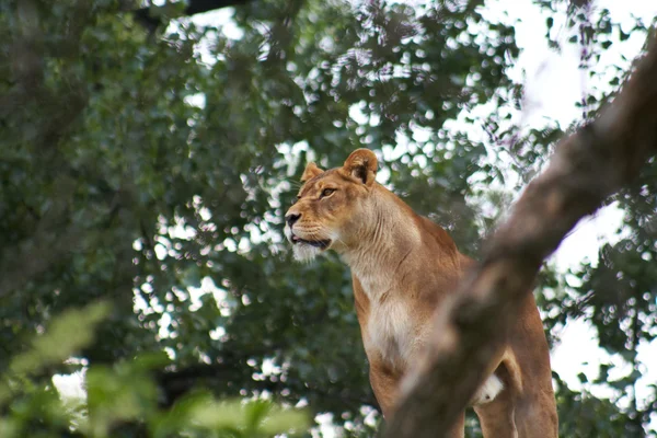 Primo piano di una leonessa africana — Foto Stock