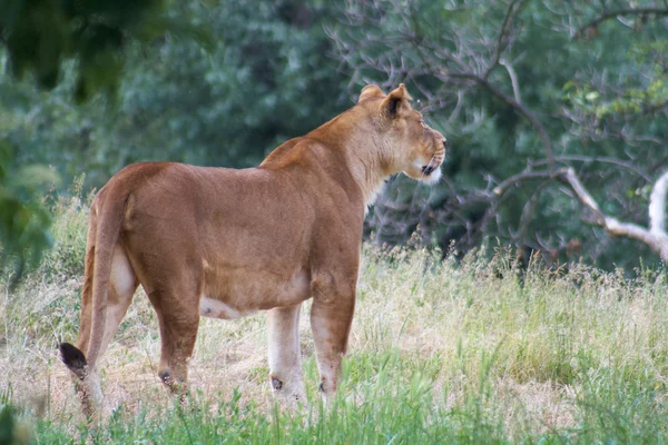 Közeli kép: egy afrikai oroszlán — Stock Fotó