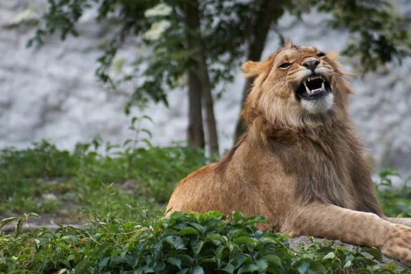 Ritratto di un grande leone maschio — Foto Stock
