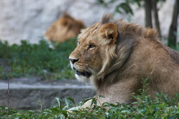 Portrait d'un gros lion mâle — Photo