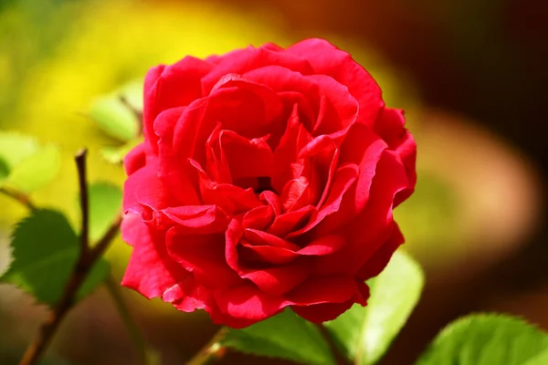 红玫瑰花的特写 — 图库照片