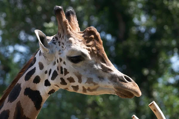 Giraffe head staring at camera. — Stock Photo, Image