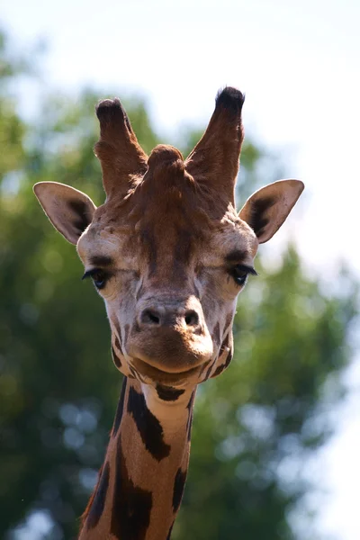 Giraffe head staring at camera. — Stock Photo, Image