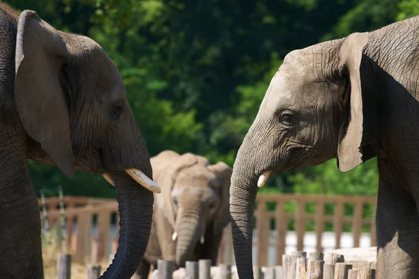 stock image Elephant talk