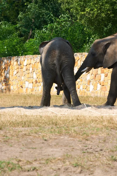 Elephants "doing it" — Stock Photo, Image