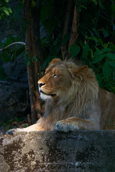 Portrait d'un gros lion mâle — Photo