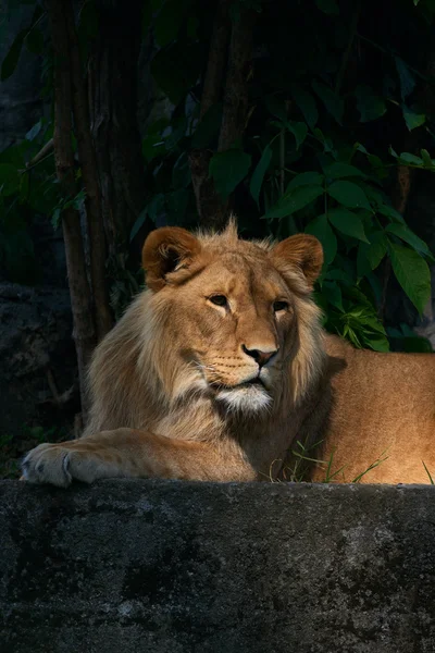 Porträtt av en stor lejon — Stockfoto