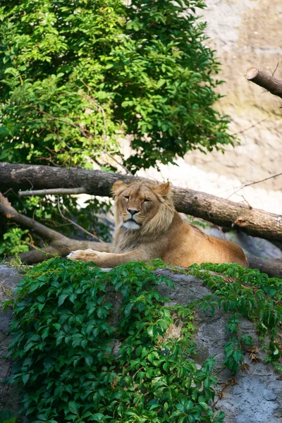 Πορτρέτο του ένα μεγάλο αρσενικό λιοντάρι — Φωτογραφία Αρχείου