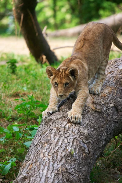 Nahaufnahme eines niedlichen Löwenjungen — Stockfoto