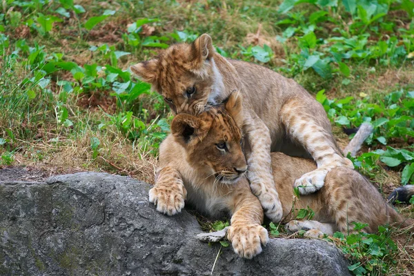 Δύο νέοι λιοντάρια μαζί — Φωτογραφία Αρχείου