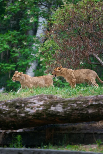 Två unga lejon tillsammans — Stockfoto