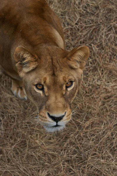 Portrait of Lioness — Stock Photo, Image