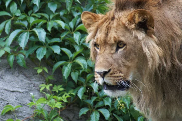 Πορτρέτο του ένα μεγάλο αρσενικό λιοντάρι Royalty Free Εικόνες Αρχείου