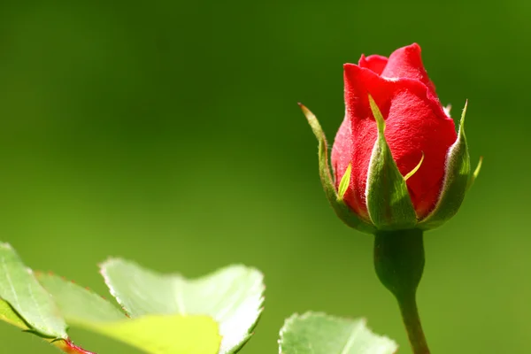 赤いバラの花のクローズアップ ストック画像