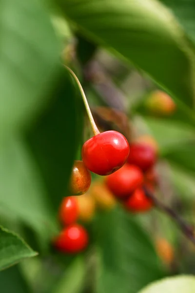 Червоні вишні на дереві Ліцензійні Стокові Фото