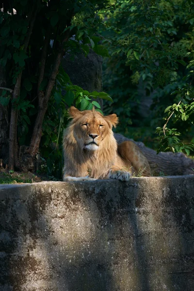 Πορτρέτο του ένα μεγάλο αρσενικό λιοντάρι Εικόνα Αρχείου