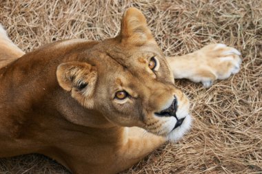 Portrait of Lioness clipart