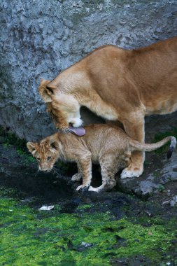 Lioness mother and her young clipart