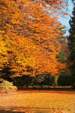 Park 'a düş.