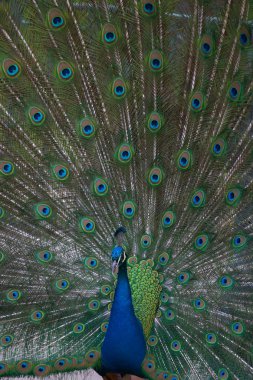 Beautiful male indian peacock showing clipart