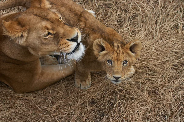 ライオンの母および彼女の若者 — ストック写真