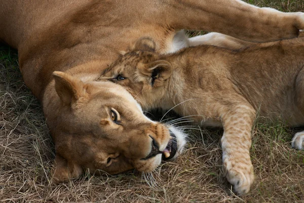 Lioness mother and her young — Stock Photo, Image
