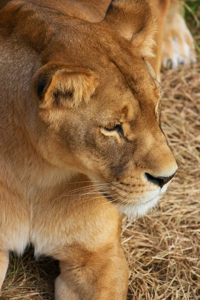 Porträtt av lioness — Stockfoto