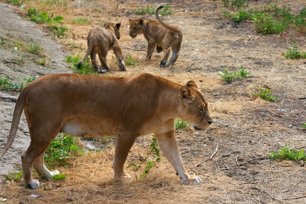 ライオンの母および彼女の若者 — ストック写真