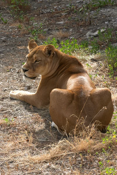 Gros plan d'une lionne africaine — Photo