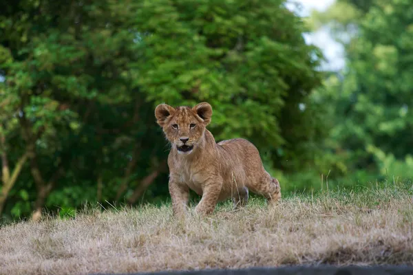 かわいいライオンの子のクローズ アップ — ストック写真
