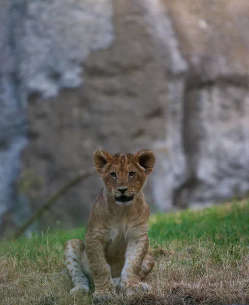 Närbild av en söt lejon unge — Stockfoto