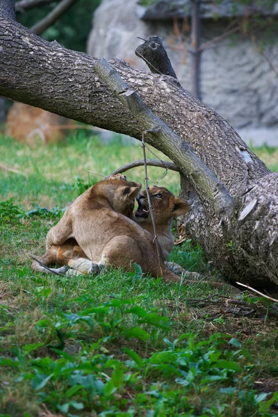 Dwie młode lwy razem — Zdjęcie stockowe