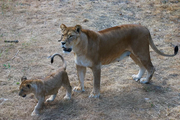 Lionne mère et sa jeune — Photo