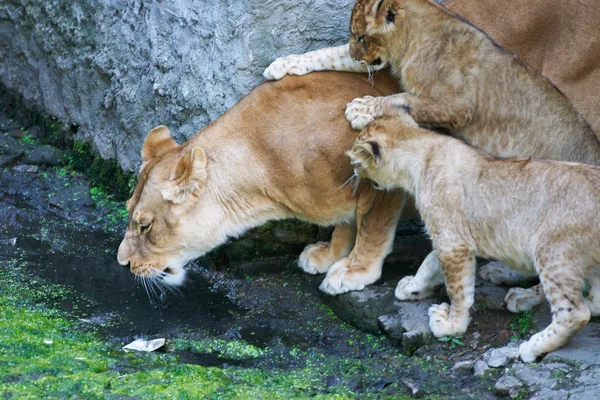 Мать-львица и ее молодая мать — стоковое фото