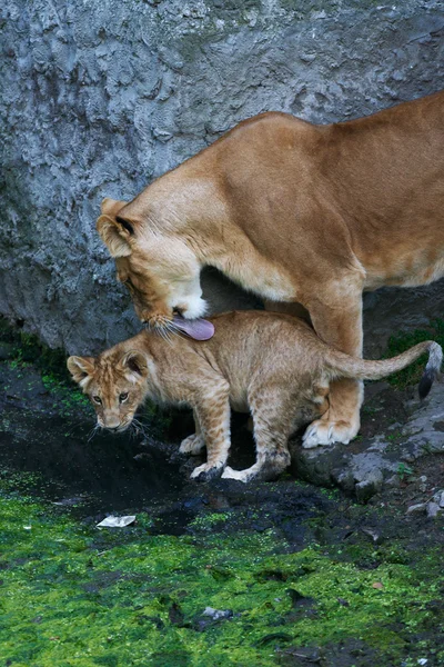 Мать-львица и ее молодая мать — стоковое фото