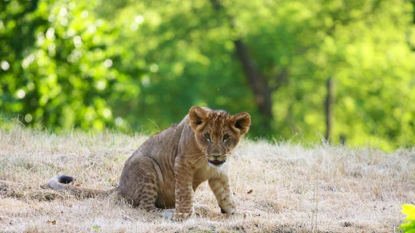 Közeli kép: egy aranyos oroszlán kölyök — Stock Fotó