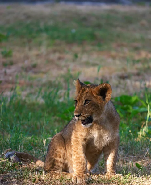 Zbliżenie ładny lwiątko — Zdjęcie stockowe