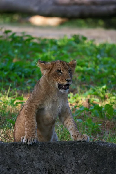 Μεγέθυνση της ένα χαριτωμένο νεογέννητο λιονταράκι — Φωτογραφία Αρχείου