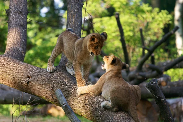 Két fiatal oroszlán együtt — Stock Fotó