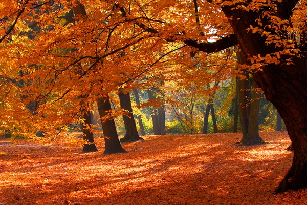 stock image Fall in a Park